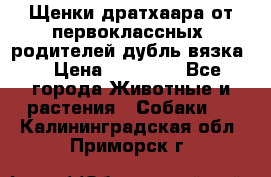Щенки дратхаара от первоклассных  родителей(дубль вязка) › Цена ­ 22 000 - Все города Животные и растения » Собаки   . Калининградская обл.,Приморск г.